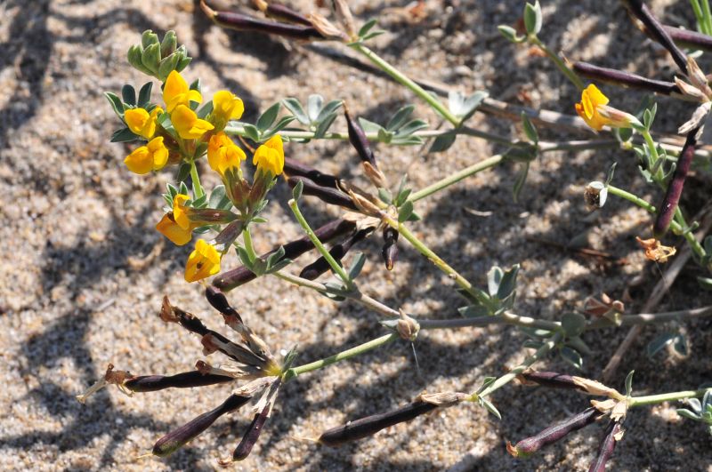 Lotus cytisoides subsp. conradiae e Medicago marina